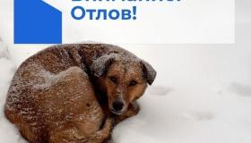 Вниманию владельцев животных!